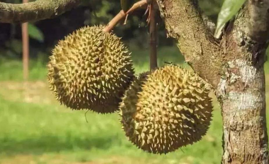 种植榴莲