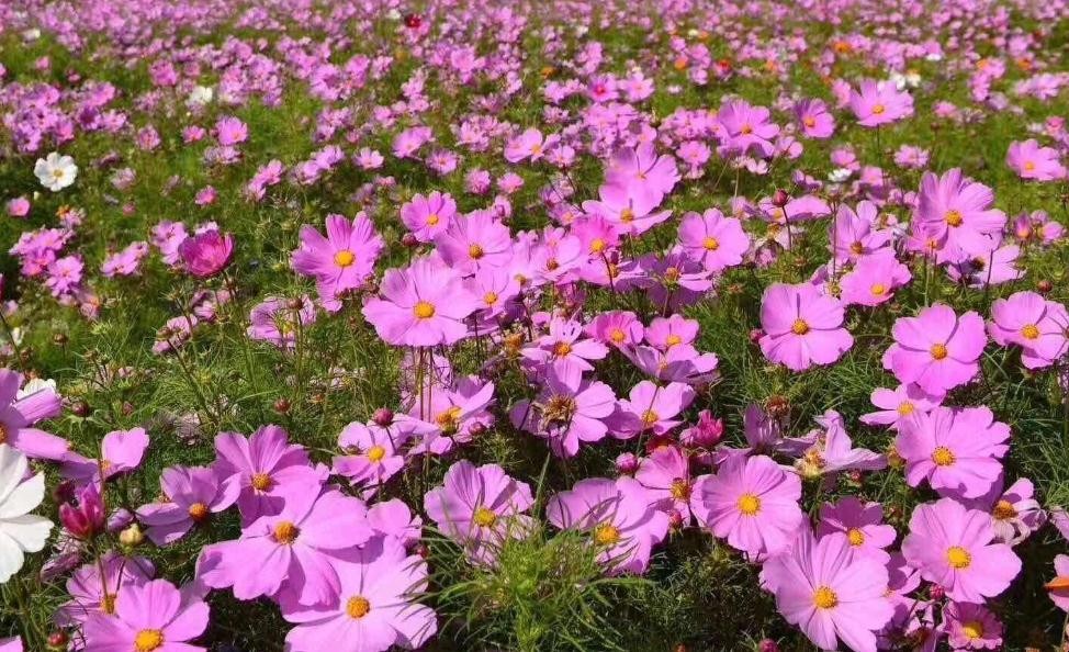 波斯菊花期