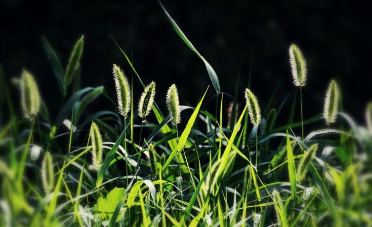 狗尾巴花的花语是什么