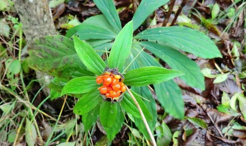 七叶一枝花