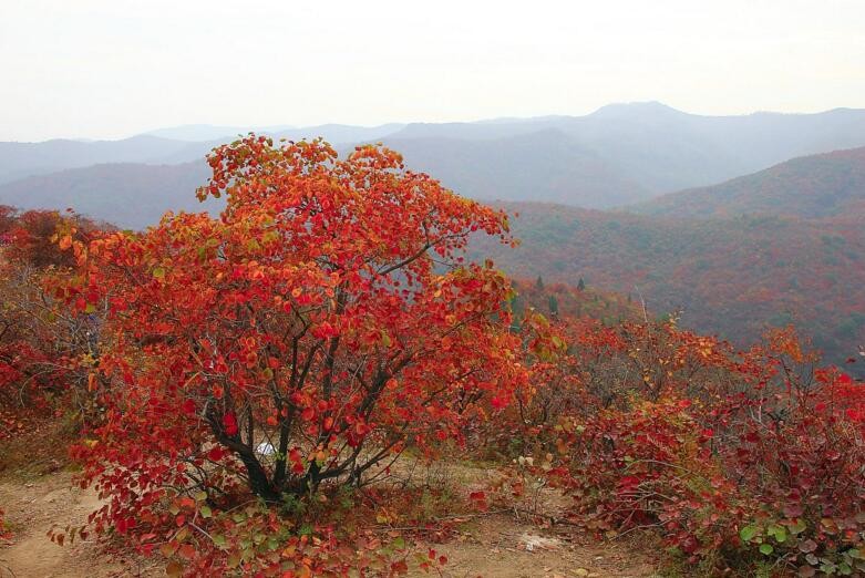 香山红叶