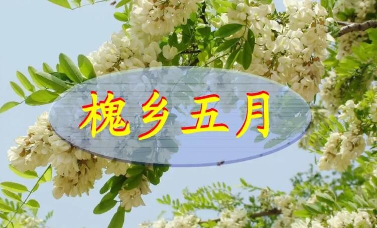 《槐乡五月》原文是什么