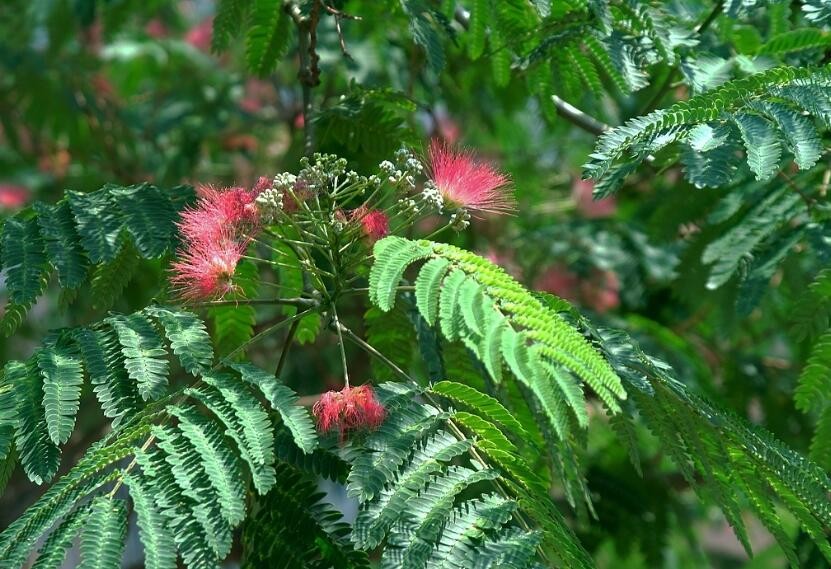 芙蓉树开花