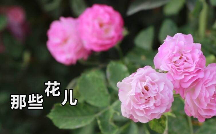 《那些花儿》歌词是什么