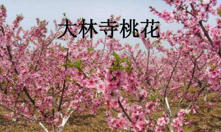 《大林寺桃花》