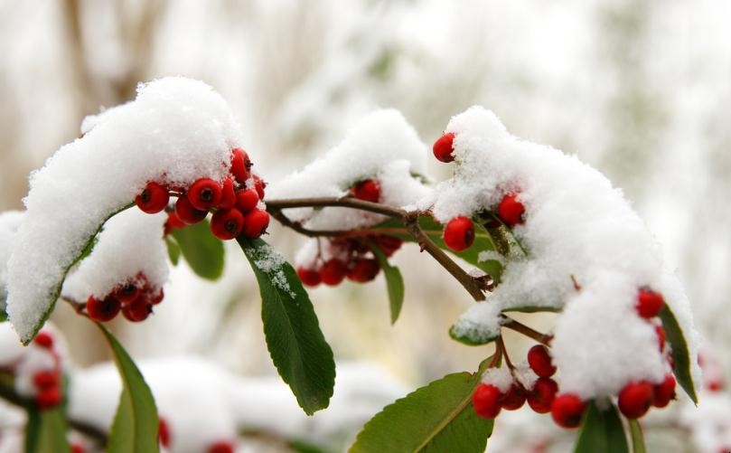 瑞雪兆丰年