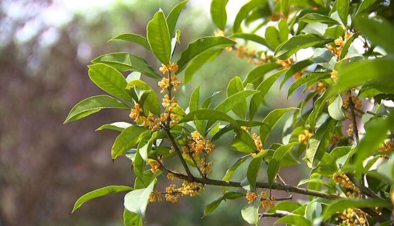 杭州市花是什么