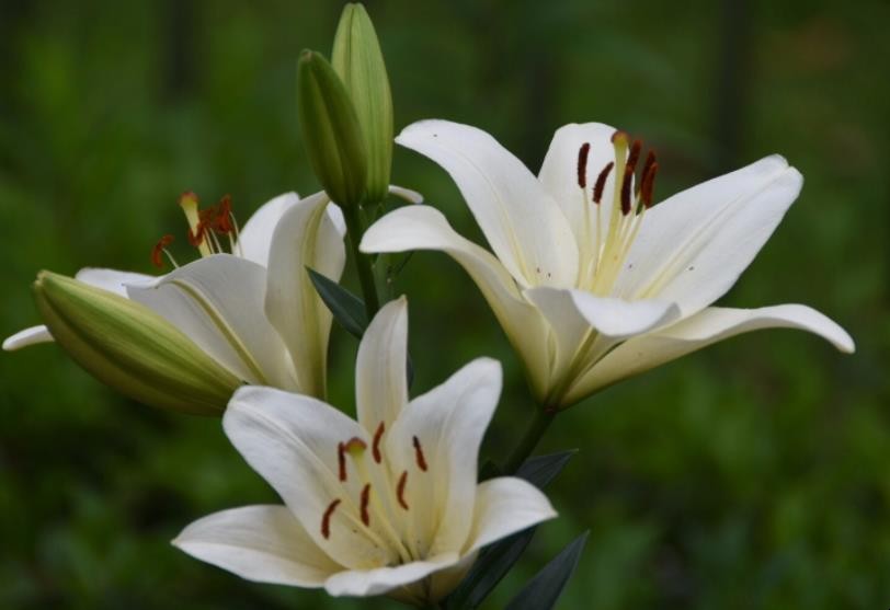 百合花的特点是什么