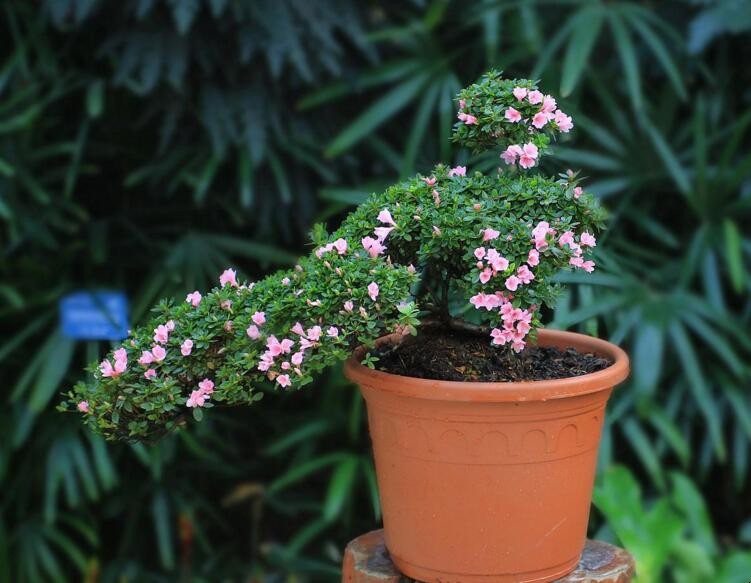 盆栽植物