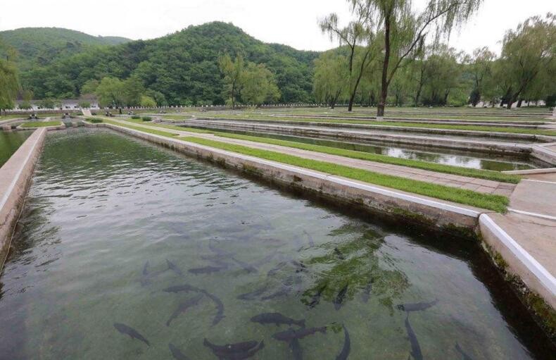 夏季养鱼需要注意什么