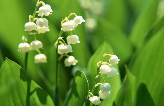 香水花