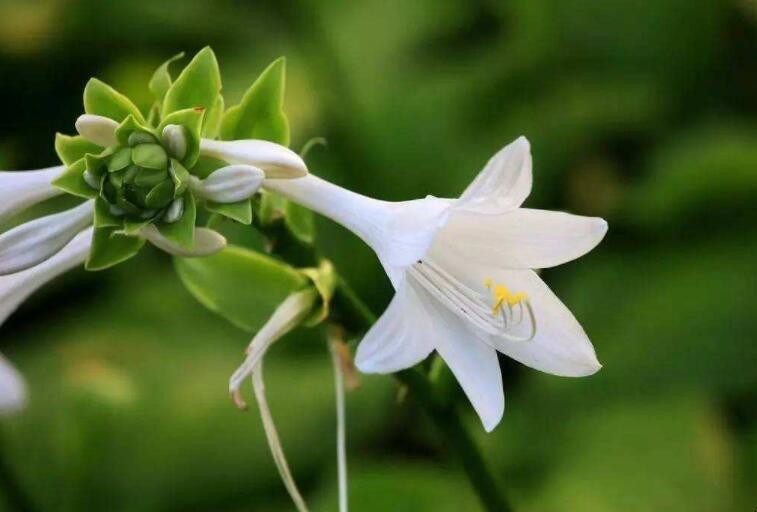 玉簪花黄叶