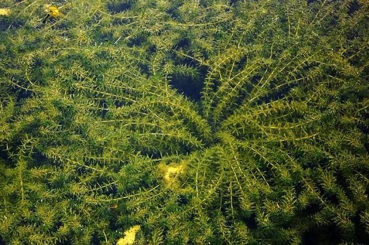 水草