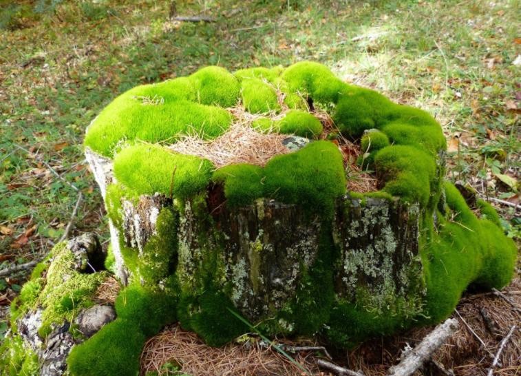 苔藓植物