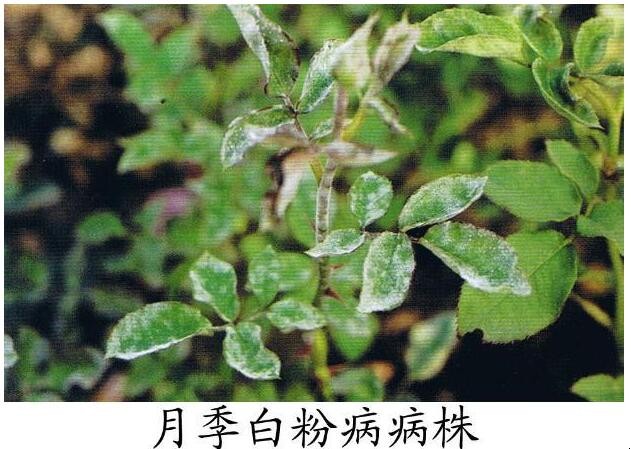 月季花起白粉是什么原因