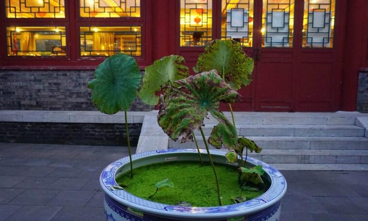 水缸里如何种植莲藕