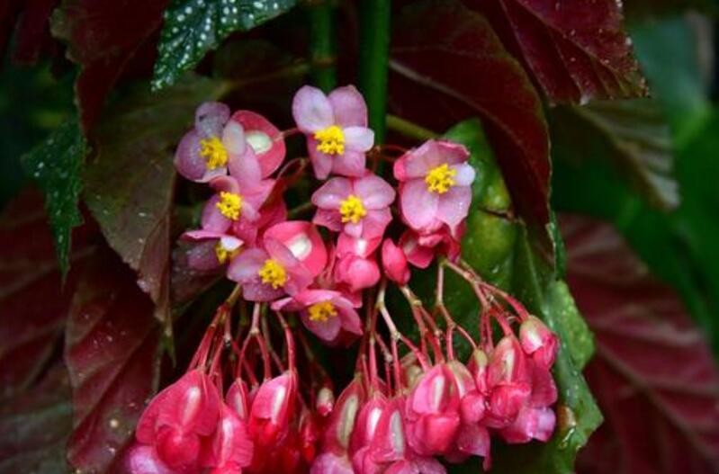 竹节海棠