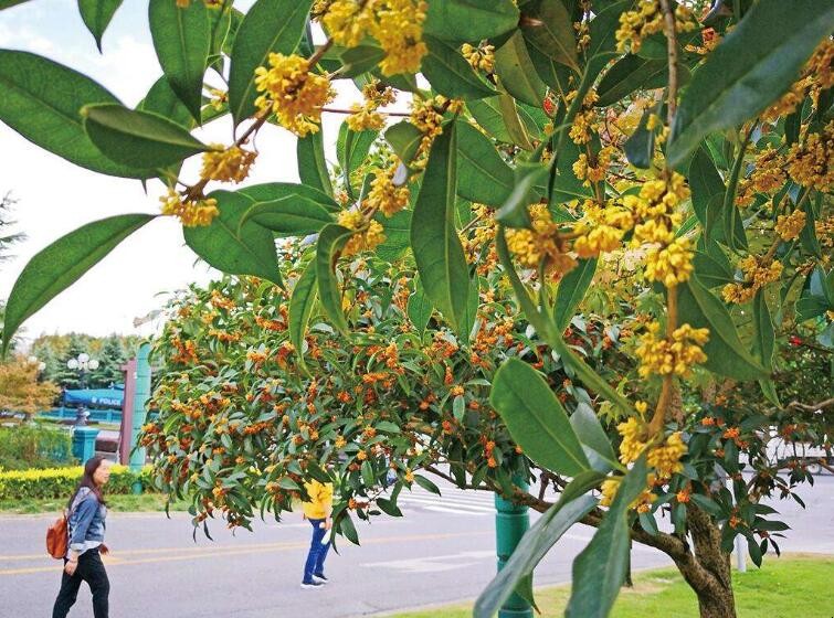 桂花种植