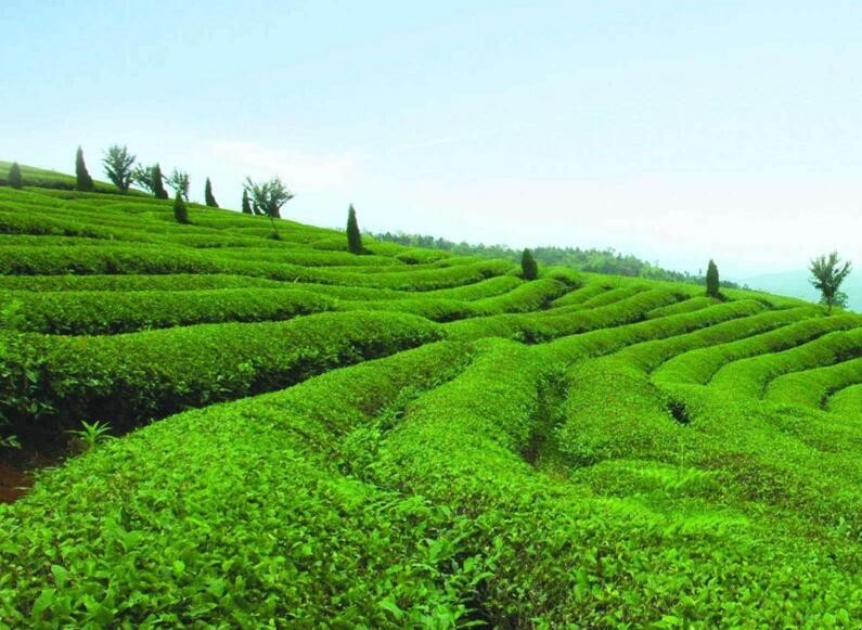 山地种植什么赚钱