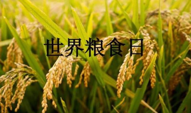 世界粮食日是几月几日