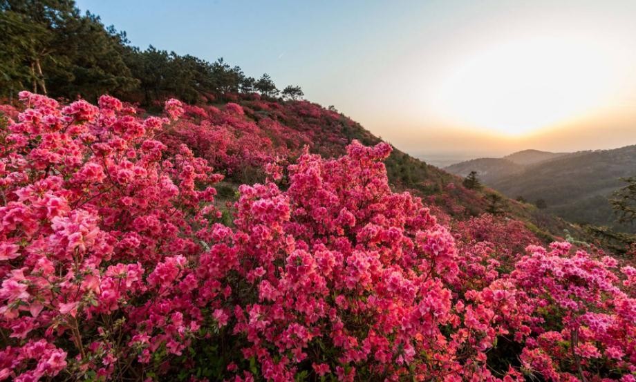 杜鹃花