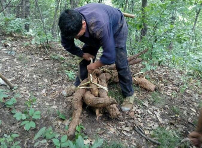 在家如何把鲜葛根制作成葛粉