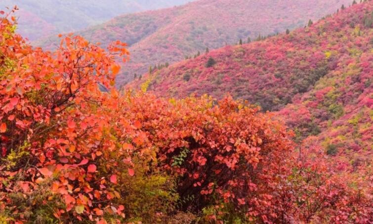 香山红叶最佳观赏期是什么时候