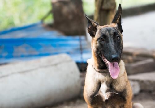 马犬是一种作为工作犬饲养的品种，它的智商高、灵活，而且特别服从命令，体态也是比较优雅，那马犬适不适合家养？