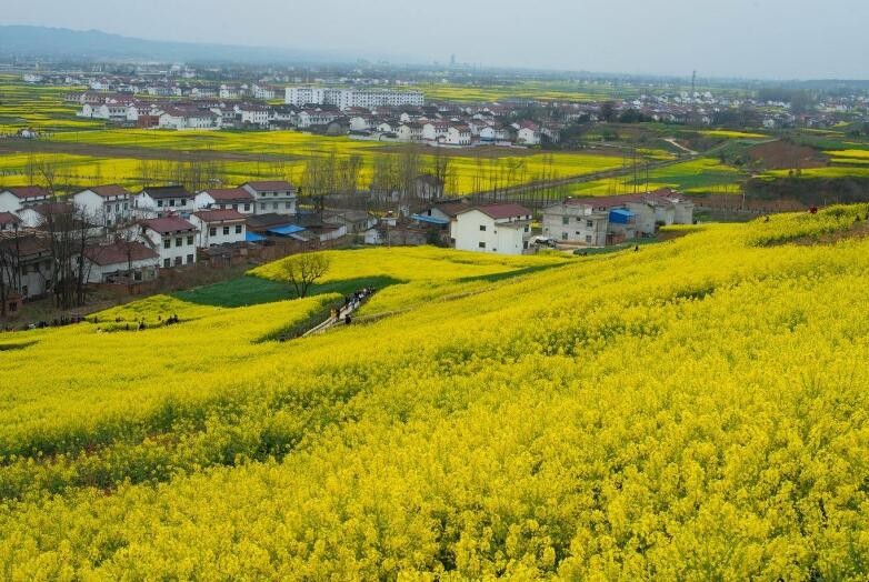 油菜花