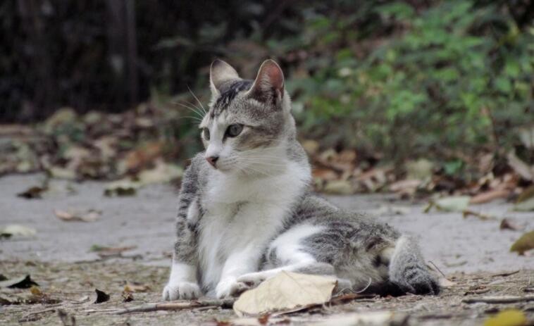 野猫抓伤要打疫苗吗