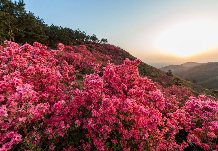 杜鹃花