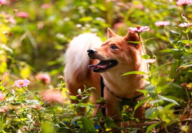 《义犬报火警》的原文是什么