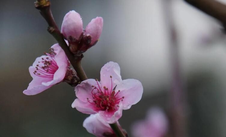 桃花传粉方式是什么