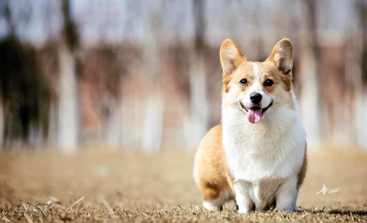 如何选柯基犬