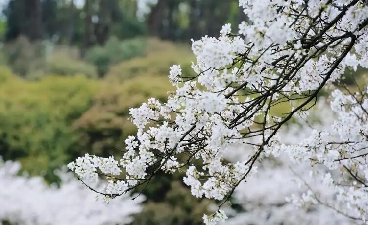 长沙的樱花什么时候开花