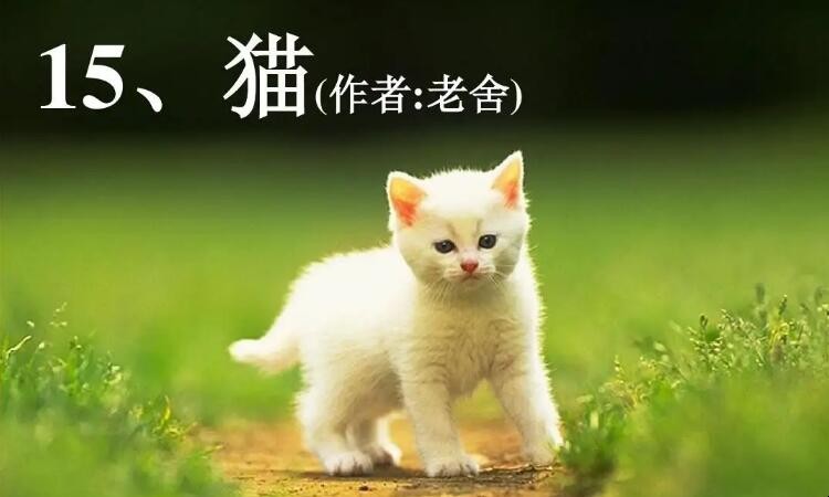 《猫》的读后感怎么写