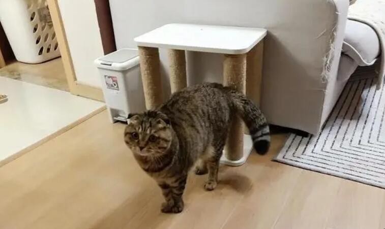 四大风水猫是哪四大